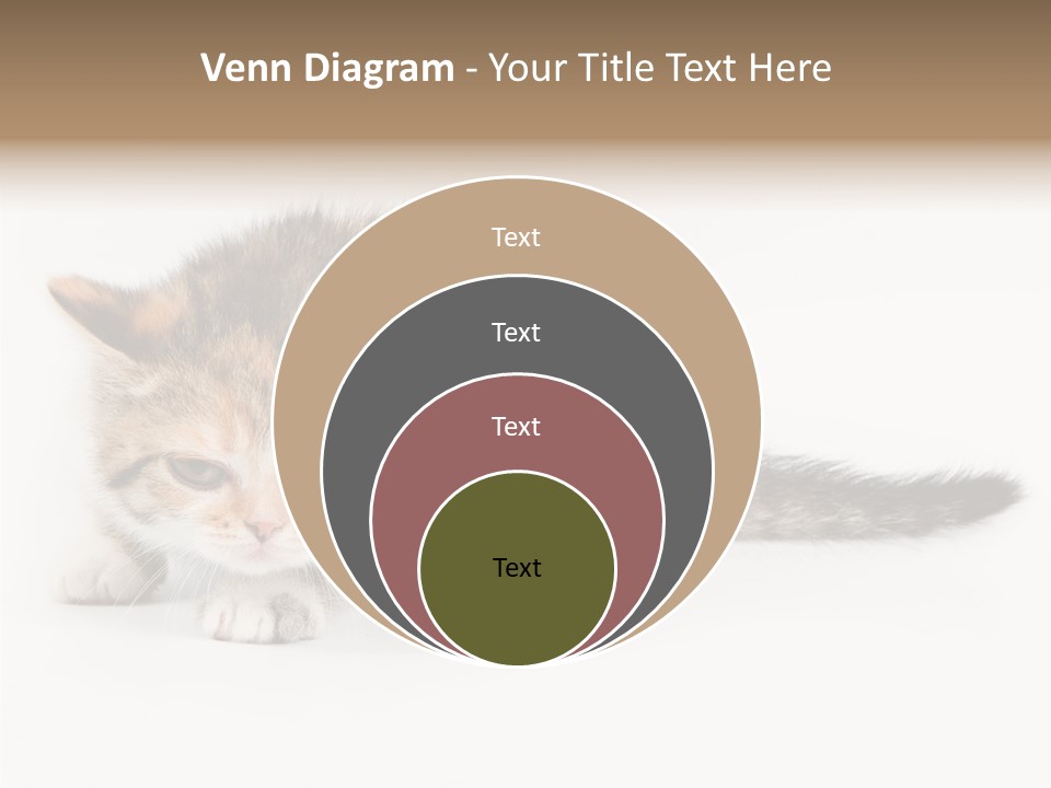 Sweet Feline Domestic PowerPoint Template