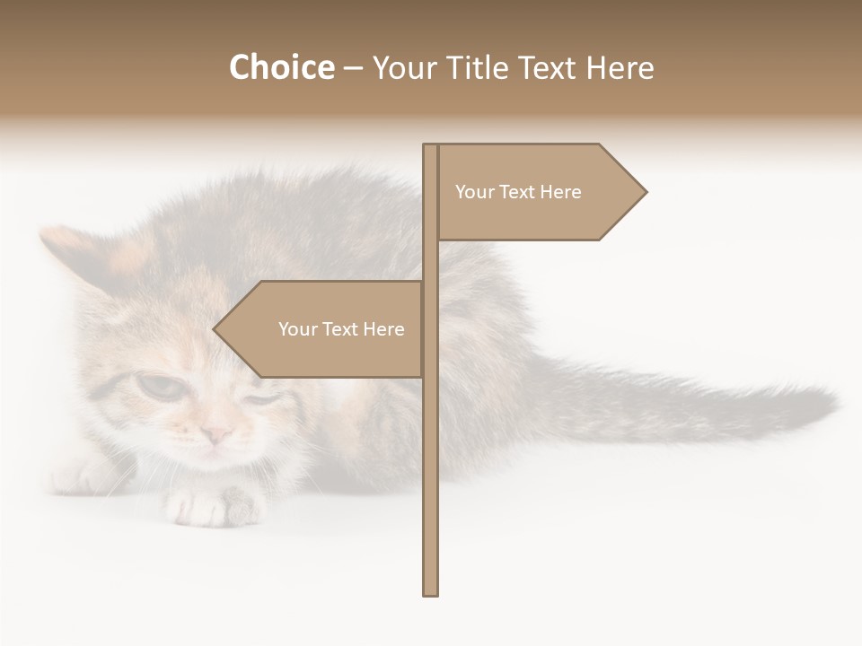 Sweet Feline Domestic PowerPoint Template