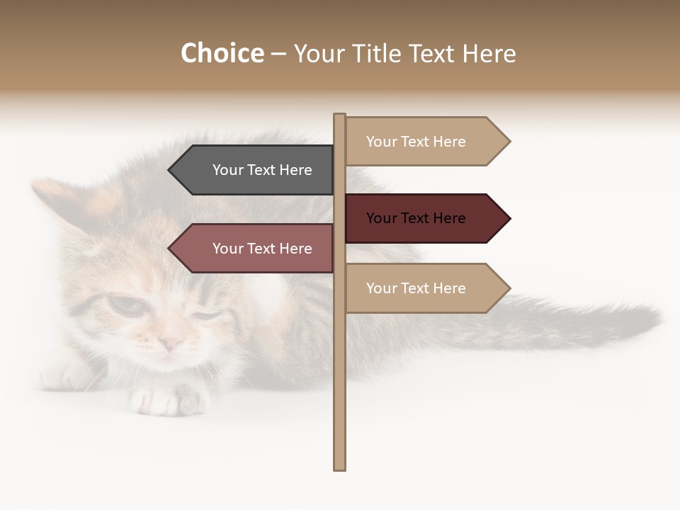 Sweet Feline Domestic PowerPoint Template
