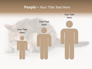 Sweet Feline Domestic PowerPoint Template