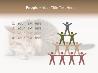Sweet Feline Domestic PowerPoint Template