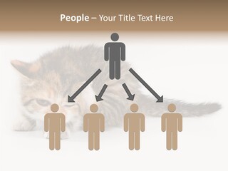 Sweet Feline Domestic PowerPoint Template