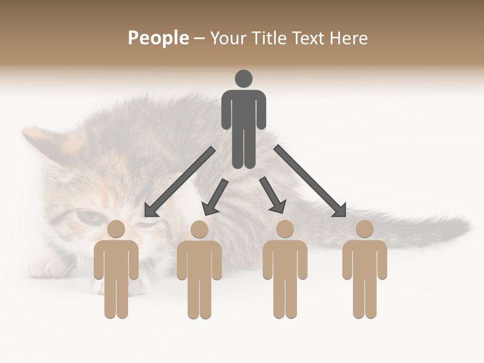 Sweet Feline Domestic PowerPoint Template