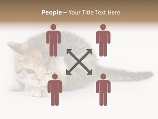 Sweet Feline Domestic PowerPoint Template