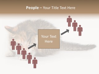 Sweet Feline Domestic PowerPoint Template