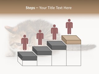 Sweet Feline Domestic PowerPoint Template