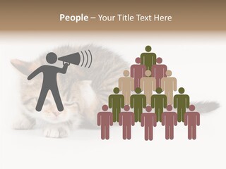 Sweet Feline Domestic PowerPoint Template