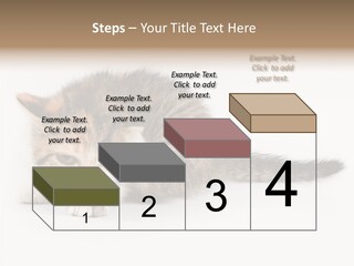 Sweet Feline Domestic PowerPoint Template