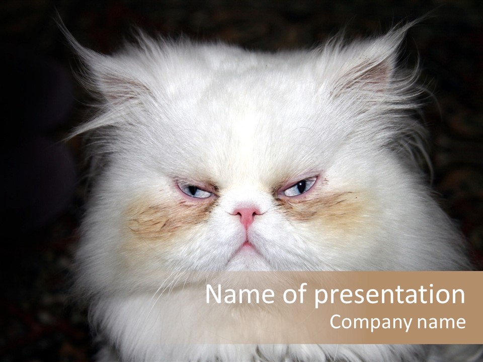 Fur Animal Felin PowerPoint Template