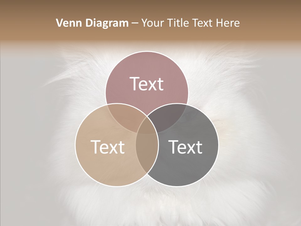 Fur Animal Felin PowerPoint Template