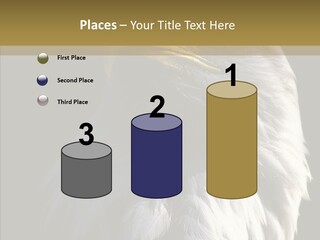 Alaska Predator Bird PowerPoint Template
