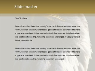 Alaska Predator Bird PowerPoint Template