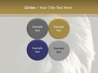 Alaska Predator Bird PowerPoint Template