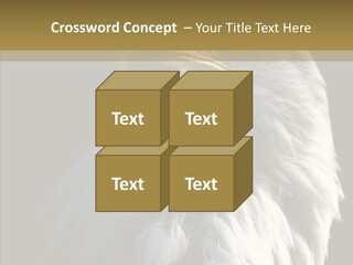 Alaska Predator Bird PowerPoint Template