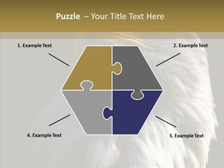 Alaska Predator Bird PowerPoint Template