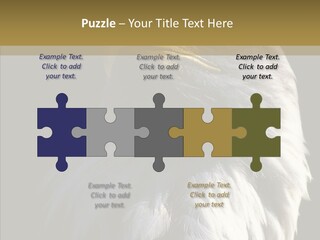 Alaska Predator Bird PowerPoint Template