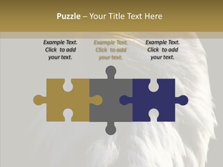 Alaska Predator Bird PowerPoint Template