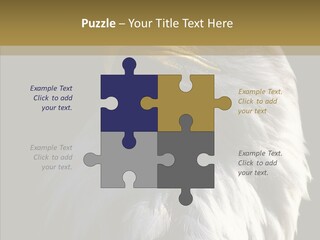 Alaska Predator Bird PowerPoint Template