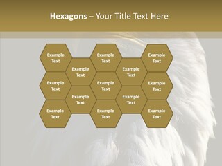 Alaska Predator Bird PowerPoint Template