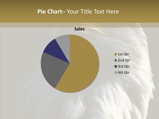 Alaska Predator Bird PowerPoint Template