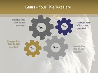 Alaska Predator Bird PowerPoint Template