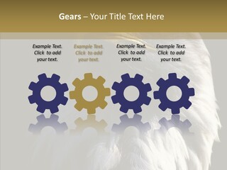 Alaska Predator Bird PowerPoint Template