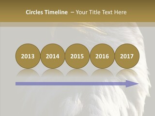 Alaska Predator Bird PowerPoint Template