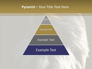 Alaska Predator Bird PowerPoint Template