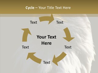 Alaska Predator Bird PowerPoint Template