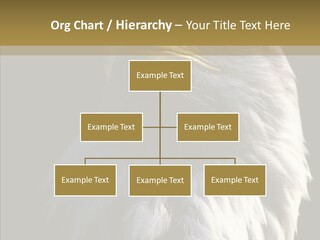 Alaska Predator Bird PowerPoint Template