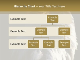 Alaska Predator Bird PowerPoint Template