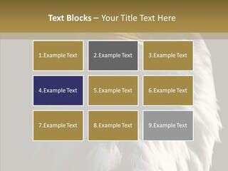 Alaska Predator Bird PowerPoint Template