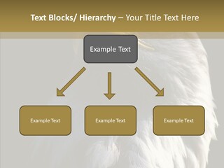Alaska Predator Bird PowerPoint Template