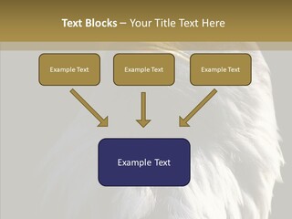 Alaska Predator Bird PowerPoint Template