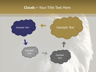 Alaska Predator Bird PowerPoint Template