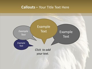 Alaska Predator Bird PowerPoint Template