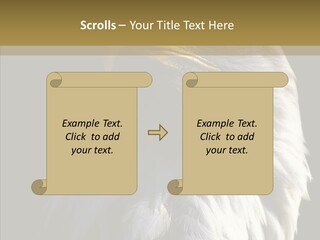 Alaska Predator Bird PowerPoint Template