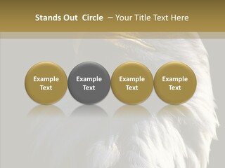 Alaska Predator Bird PowerPoint Template