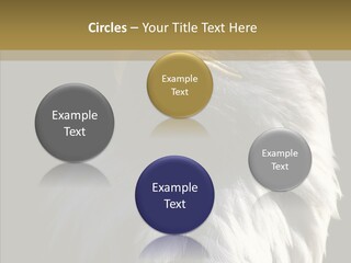 Alaska Predator Bird PowerPoint Template