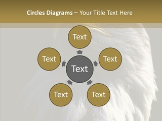 Alaska Predator Bird PowerPoint Template