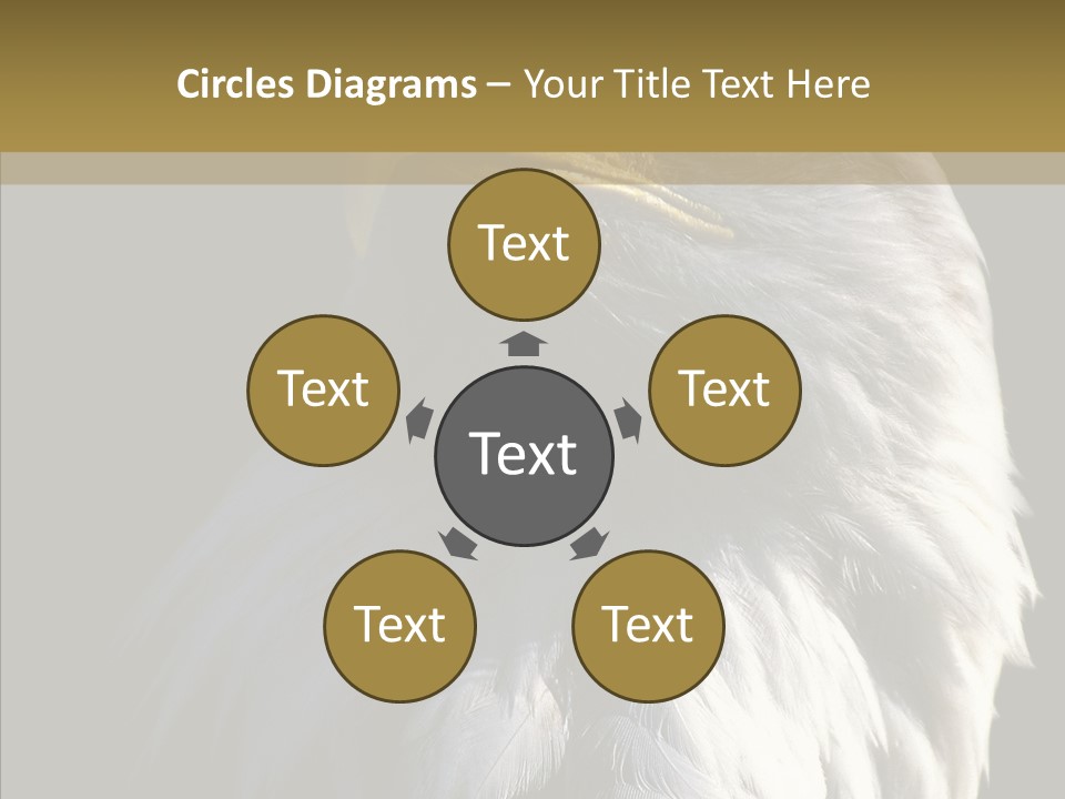 Alaska Predator Bird PowerPoint Template