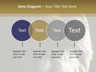 Alaska Predator Bird PowerPoint Template