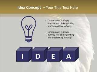 Alaska Predator Bird PowerPoint Template