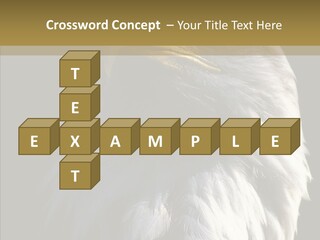 Alaska Predator Bird PowerPoint Template