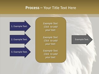 Alaska Predator Bird PowerPoint Template
