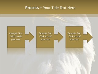 Alaska Predator Bird PowerPoint Template