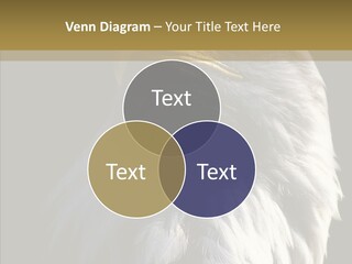 Alaska Predator Bird PowerPoint Template