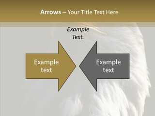 Alaska Predator Bird PowerPoint Template