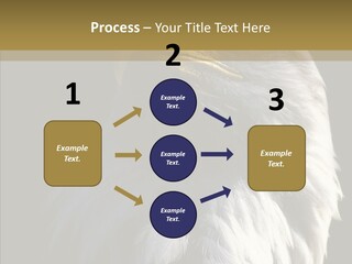 Alaska Predator Bird PowerPoint Template