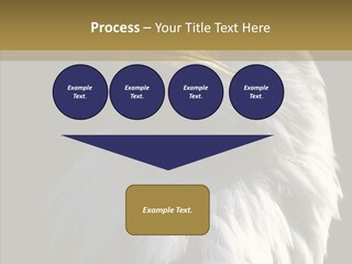 Alaska Predator Bird PowerPoint Template